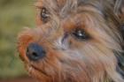 Reinrassige Mini Yorkshire-Terrier Welpen