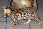 Bengal Kitten -m. Pap. - kontrastreich gezeichnet