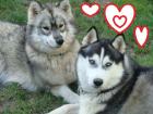 Siberian-Husky-Welpen aus VDH/FCI/DCNH-Zucht, C-Wurf geplant Sommer2021