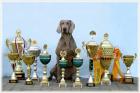 Edle Weimaraner Welpen aus 12 Jahre altem Zwinger