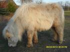 Mini- Shetland- Palomino- Stute zu verkaufen!!!