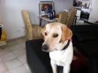 Diego Labrador Retriever (2 Jahre Beige) sucht Weibchen zum decken