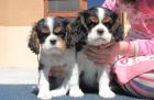 Cavalier King Charles spaniel mit FCI Papiere