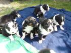 Border Collie Welpen