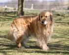 Golden Retriever Deckrüde Carlos (Raynox Allways Gentle FCI)  