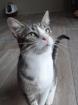 Schmusekater Charly sucht ein zu Hause