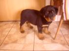 Rottweiler Welpen 1. Klasse