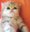 3 Wunderschöne Perser und Exotic Shorthair Babys wunderschön besonders lieb m Ah