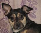 Martha , Pinscher -Mix aus der Ukraine, hat ihren Pflegeplatz nur für 4 Wochen.W