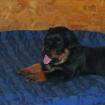 Rottweiler Welpen