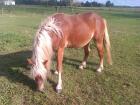 Suche Papiere vom Haflinger Snap Check von Steinway/Pialotta