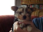 Reinrassige Yorkshire Terrier Welpen