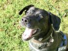 Labrador-Herder Mix sucht liebevolle und sportliche Familie