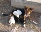 Aristea   Collie Mix mit sieben kleinen Fellknäueln