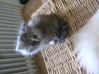 Mainecoon kitten sucht ein zuhause