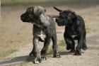 Dogo Canario Welpen - HD- und ED-freie Leistungszucht - abgabebereit