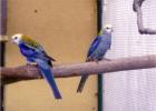 1,1 Blauwangenrosella