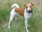 Jackrussel-Basengi-Mix such neues zu Hause