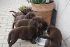 Labrador Welpen in schokobraun reinrassig mit Stammbaum