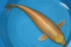 Suche Koi ab 80cm - Showa / Asagi / Shiro Utsuri / Hi Utsuri und andere...