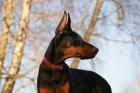 Reinrassige Dobermann Welpen