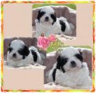 Shih Tzu Babys aus guter dt. Hausaufzucht mit Papieren