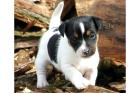 Jack- Russell- Terrier- - Welpen