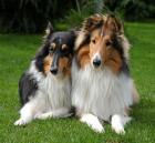 Amerikanische Collie-Welpen