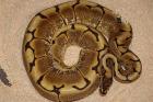 Adultes Python regius Spider Zuchtweibchen