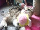 Exotic Shorthair Katerchen 12 Wo alt golden tabby lieb verspielt mit Stammbaum a