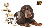 Internationale Rassenhundeausstellung des FRZ e.V  Dream Dog Cup Sieger2021