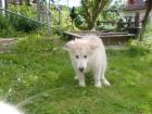 Alaskan Husky - Alaskan Malamute Welpen