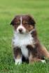 Australian Shepherd Welpen