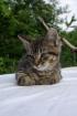 Maine Coon-Mix