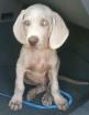 Weimaraner Welpen mit Stammbaum, kinderliebe Familienhunde