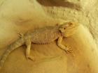 Bartagame (Pogona Vitticeps) 