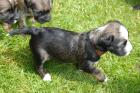 Tibet Terrier Welpen vom 27.05-0.7978