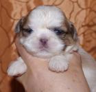 Zuckersüße - Typvolle Shih Tzu Babys