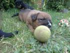 Berner Sennenhundmix Welpen