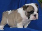 Superkleine PL/PRA Englische Bulldogge (Rüden/Hündin) mit Ahnentafel