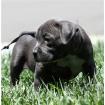 Typvolle - aufgeweckte - sportliche Pit Bull Terrier Welpen*11 woche.*SDR Pedigr