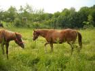 Schöne Quarter Horse Stute zu verkaufen