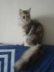 Liebe Maine Coon Katze sucht ein neues Zuhause