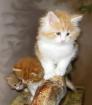 Maine-Coon-Kitten mit TOP Papieren