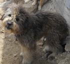 Curly - vom trostlosen Leben eines Hundekindes auf Mykonos ...