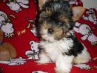 Biewer Yorkshire Terrier   la Pom Pon