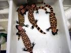 (5) CBB Banded Gila Monster