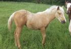 Quarter Horse Stutfohlen palomino