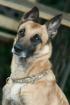 Shila   liebenswerte Malinois Dame sucht liebenswerte Familie