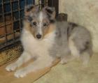 Sheltiewelpen suchen neues Zuhause